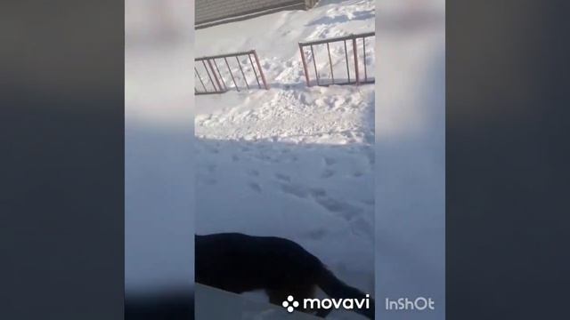 НЕМЕЦКАЯ ОВЧАРКА ПО КЛИЧКИ....? смотреть онлайн