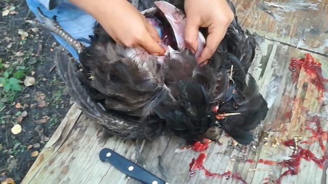 Вскрытие петуха смотреть онлайн