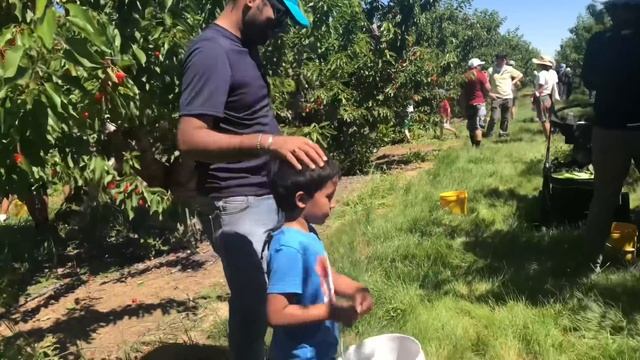 চলুন যাব আজ cherry picking এ..কিছুটা দূরে গ্রামের মধ্যে বিশাল চেরীর বাগান ?আমেরিকা смотреть онлайн