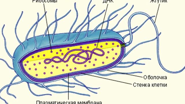 Мне 113 лет Вот 5 моих самых любимых продуктов! смотреть онлайн