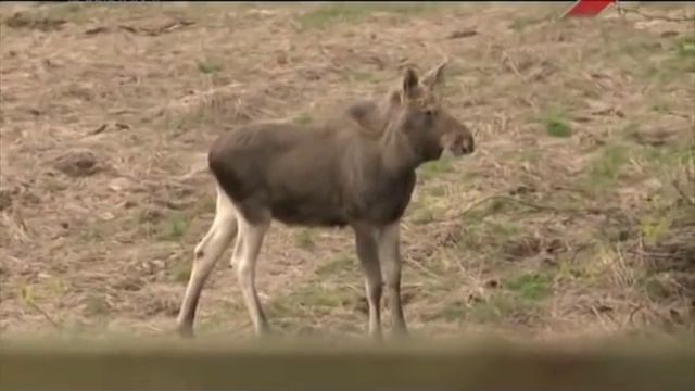 Весенняя охота на бурого медведя на приваде. смотреть онлайн