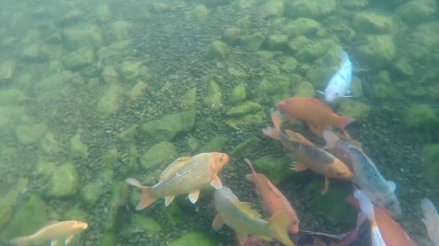 КАРП Зимой в моем ПРУДУ | Зимовка КАРПОВ КОИ в пруду | Подводная съемка | как перезимовал карп кои смотреть онлайн