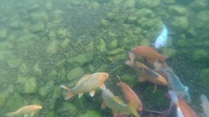 КАРП Зимой в моем ПРУДУ | Зимовка КАРПОВ КОИ в пруду | Подводная съемка | как перезимовал карп кои