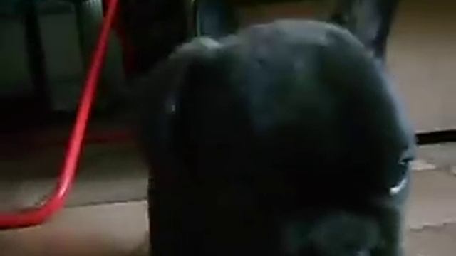 Французский бульдог-Вайнерс Лайн Ромэо смотреть онлайн