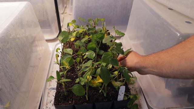 Pull up Cuttings to Check, or Leave Them Undisturbed? смотреть онлайн