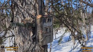 Снимаю фотоловушки. Небольшие советы по выбору фотоловушки.