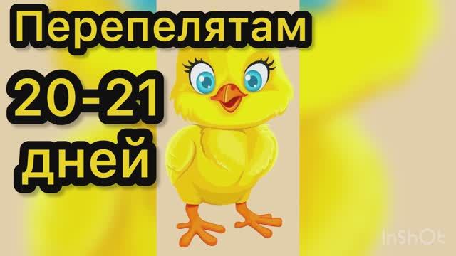 Перепелятам 20-21 день смотреть онлайн