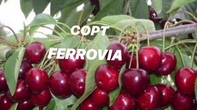 ЧЕРЕШНЯ НОВЫЕ СОРТА. УЖЕ В ПРОДАЖЕ смотреть онлайн