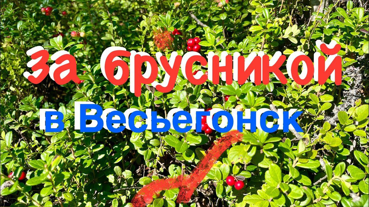 Съездили за брусникой в Весьегонск