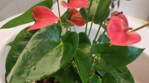 Нужно ли опрыскивать Антуриум?