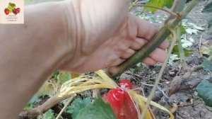 Гибридная форма винограда "Румын" селекционера Гусева С.Э. на 28 июля 2021 года.