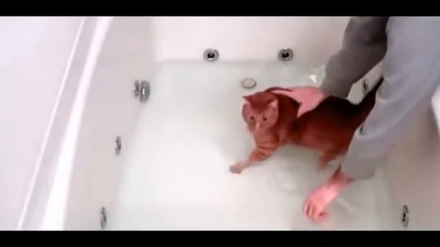 Эти смешные кошки. Funny cat videos смотреть онлайн
