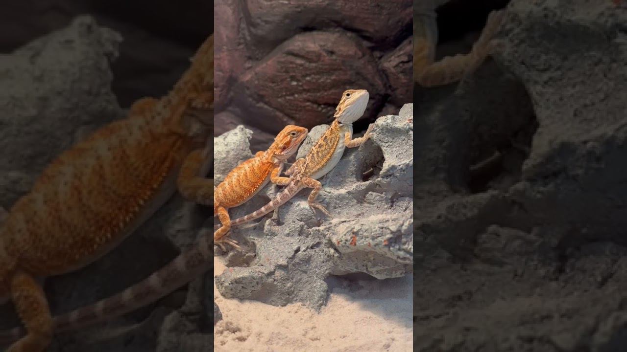 Агама бородатая mix смотреть онлайн