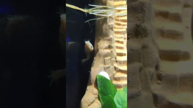 ? Тритон иглистый (ребристый) смотреть онлайн