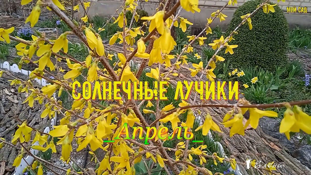 Солнечные лучики  *  Мой сад