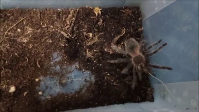 Кормление паука-птицееда заморозкой тараканом. / lasiodora parahybana. смотреть онлайн