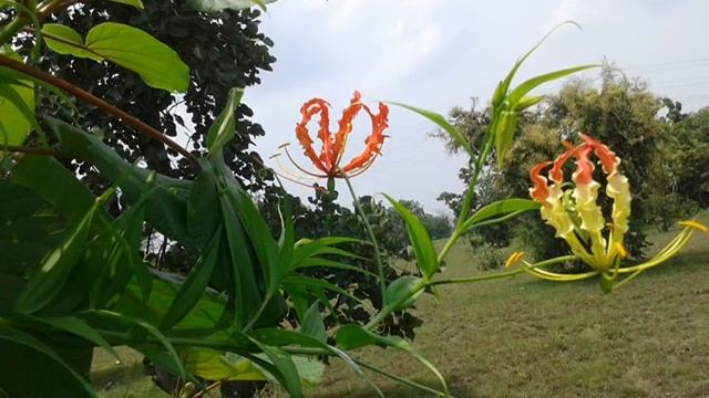 The Puraphul plant(Gloriosa superba) a highly toxic plant смотреть онлайн