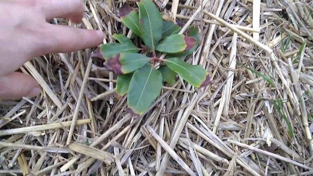 17.03.2020 Осталось 2 Кальмии из купленных саженцев смотреть онлайн