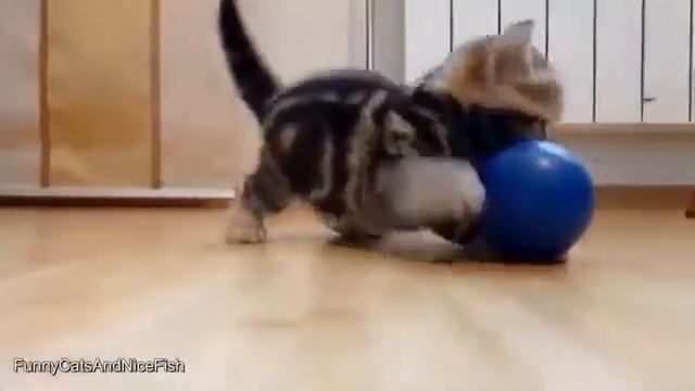 funny cats indulge смотреть онлайн