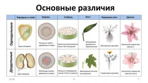 20. Покрытосеменные (6 класс) - биология, подготовка к ЕГЭ и ОГЭ 2022