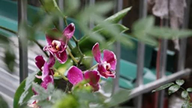 Raindrops on orchids (Капли дождя на орхидеях) смотреть онлайн