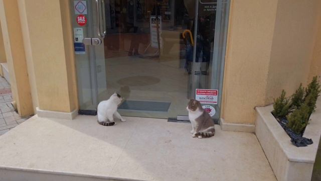 Как живут кошки в Болгарии? Хорошо живут и сытно! смотреть онлайн