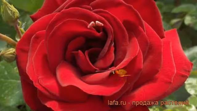 Роза парковая Флюоресцент (rose Fluorescent) ? обзор: как сажать, саженцы розы Флюоресцент