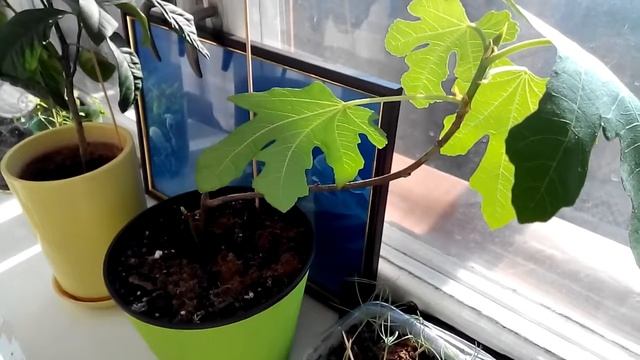 Инжир проснулся после зимовки