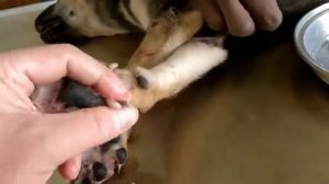 Remove mangoworms from dog - Remove mango worms from dog skin Удалите манговых червей с кожи собаки