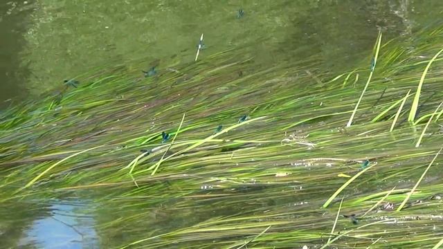 Пейзажи Вщижа смотреть онлайн