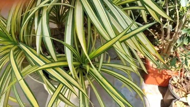 Pandanus Veitchii ( Variegated Screwpine or Golden Pandanus ) | Growing Tips | Care and Propagation смотреть онлайн