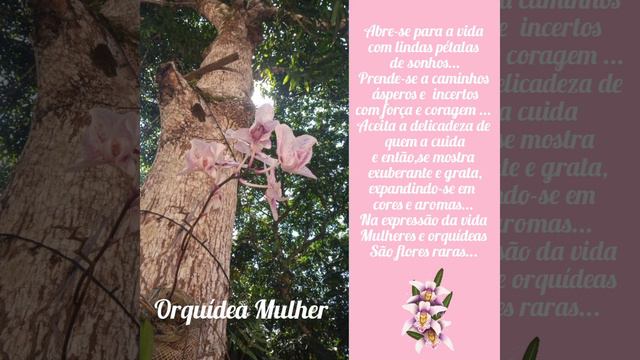 Orquídea Mulher (Marcia Vinchon) 2022 смотреть онлайн