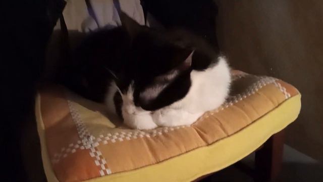 Я коту поглажу лапки ,значит завтра будут бабки