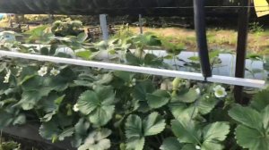 29/20Клубника Крапо-10. Клубника на стеллажах. Малообъемка.