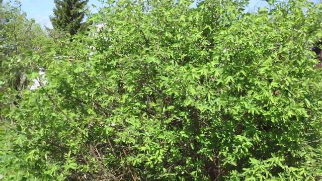 Плантация жимолости смотреть онлайн