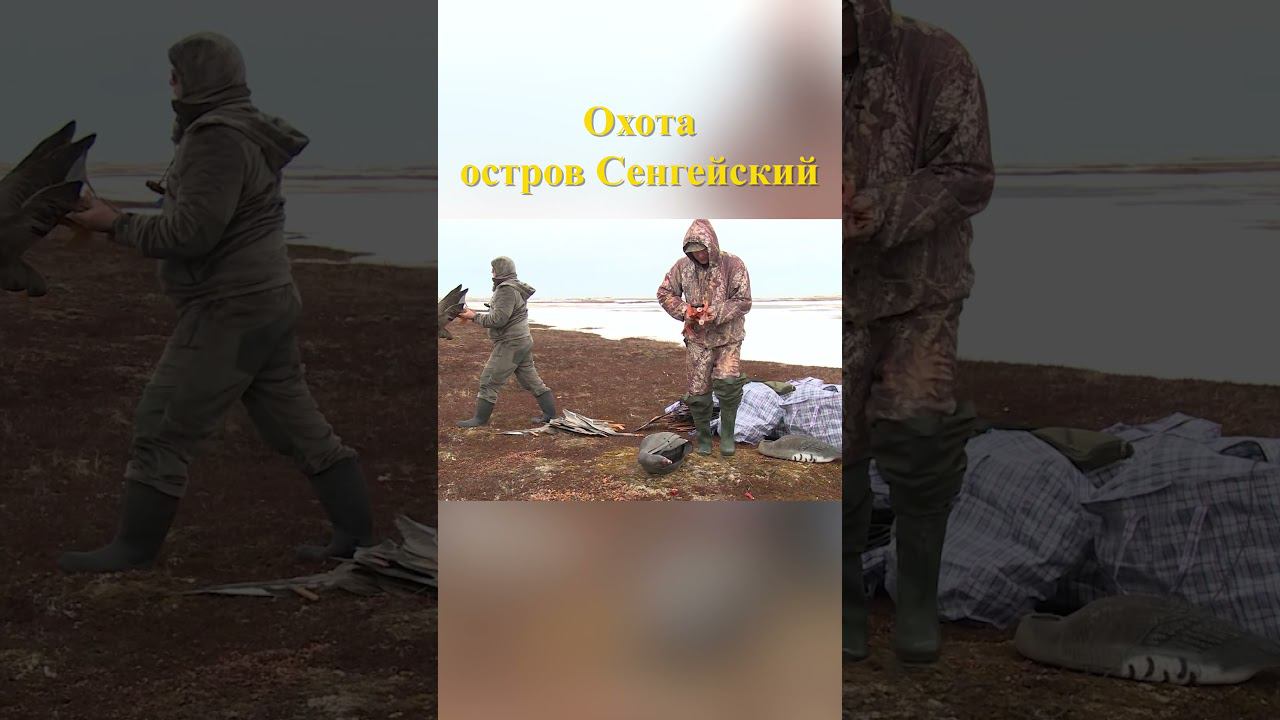 Охота на острове Сенгейский 3 #охотанагуся #охотавроссии смотреть онлайн