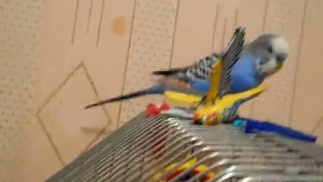 Попугай и зеркало 2 смотреть онлайн