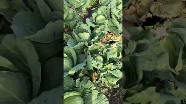 Капуста ринда в поле смотреть онлайн