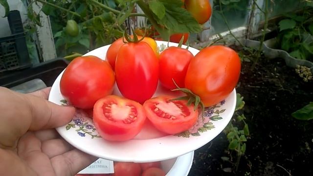 ТАКИЕ ТОМАТЫ НУЖНО САЖАТЬ,ЧТОБЫ ГЛАЗ РАДОВАЛ И СНИМАТЬ БЫЛО ЧТО смотреть онлайн