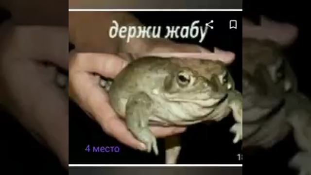 ТОП 8 мемов с жабами (моё мнение) #любитель_жаб смотреть онлайн