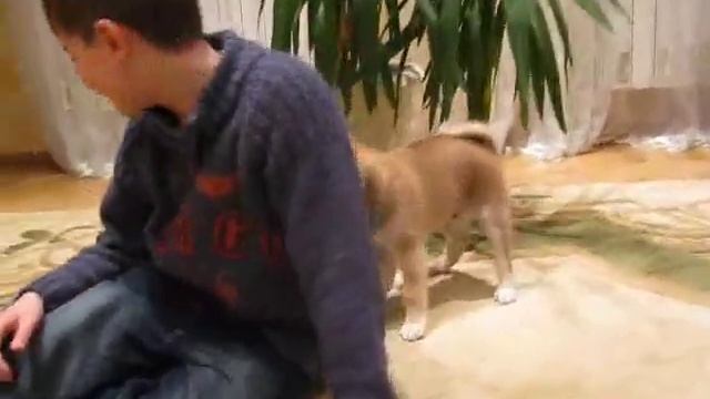 Сиба - ину, первый день в новом доме смотреть онлайн