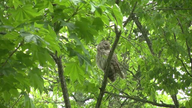 Ural Owl spring season | panasonic AG-AC160A смотреть онлайн