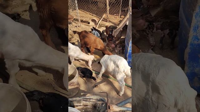 toàn ăn tranh với hà 😂 смотреть онлайн