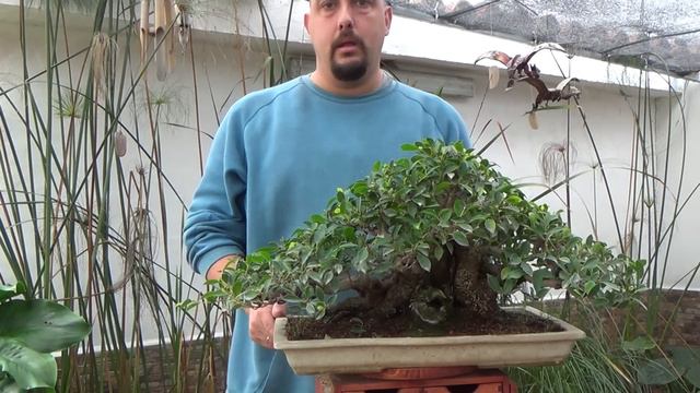 2º Refinado ficus fusionado "Taiwán" смотреть онлайн