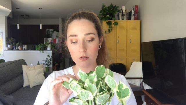 Plant Unboxing: Etsy and Amazon смотреть онлайн