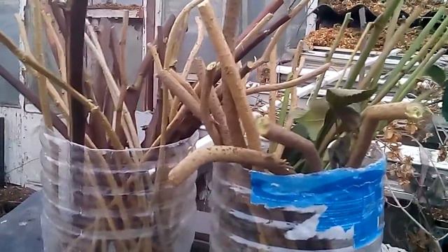 Черенки ежевики. смотреть онлайн