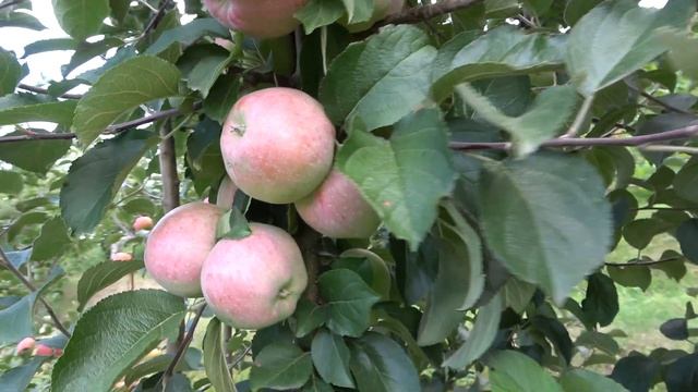 Быстрая проверка сорта / Перепрививка старых деревьев / Яблоня АГАТА КРИСП на начало сентября 2022 смотреть онлайн