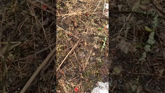 Первые грибы 10.04.2022 саркосцифа, едим сырыми смотреть онлайн