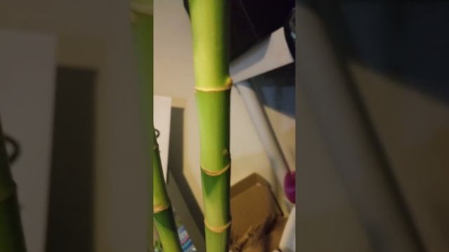 lucky bamboo main stalks update week1 смотреть онлайн