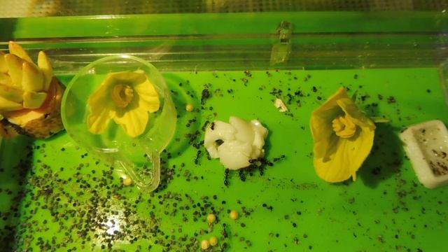 #ФОРМИКАРИЙ МУРАВЬИ набросились на ЯЙЦО / МУРАВЬИНАЯ ФЕРМА насекомые / Мари Мистик смотреть онлайн